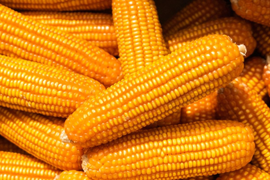 Panen Raya Ketahanan Pangan Jagung 1 Desa 1 Hektar di Desa Tandan Sari