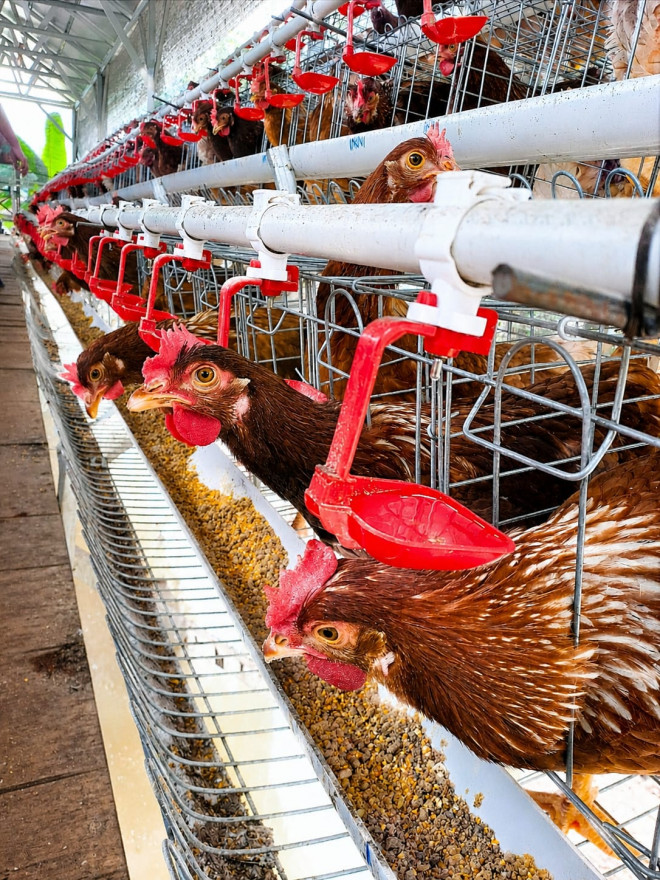 Program Ketahanan Pangan, Desa Tandan Sari Kembangkan Budidaya Ayam Petelur